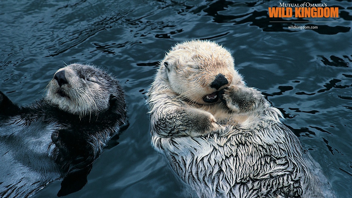 Wild Kingdom Animal Wallpapers #12 - 1366x768