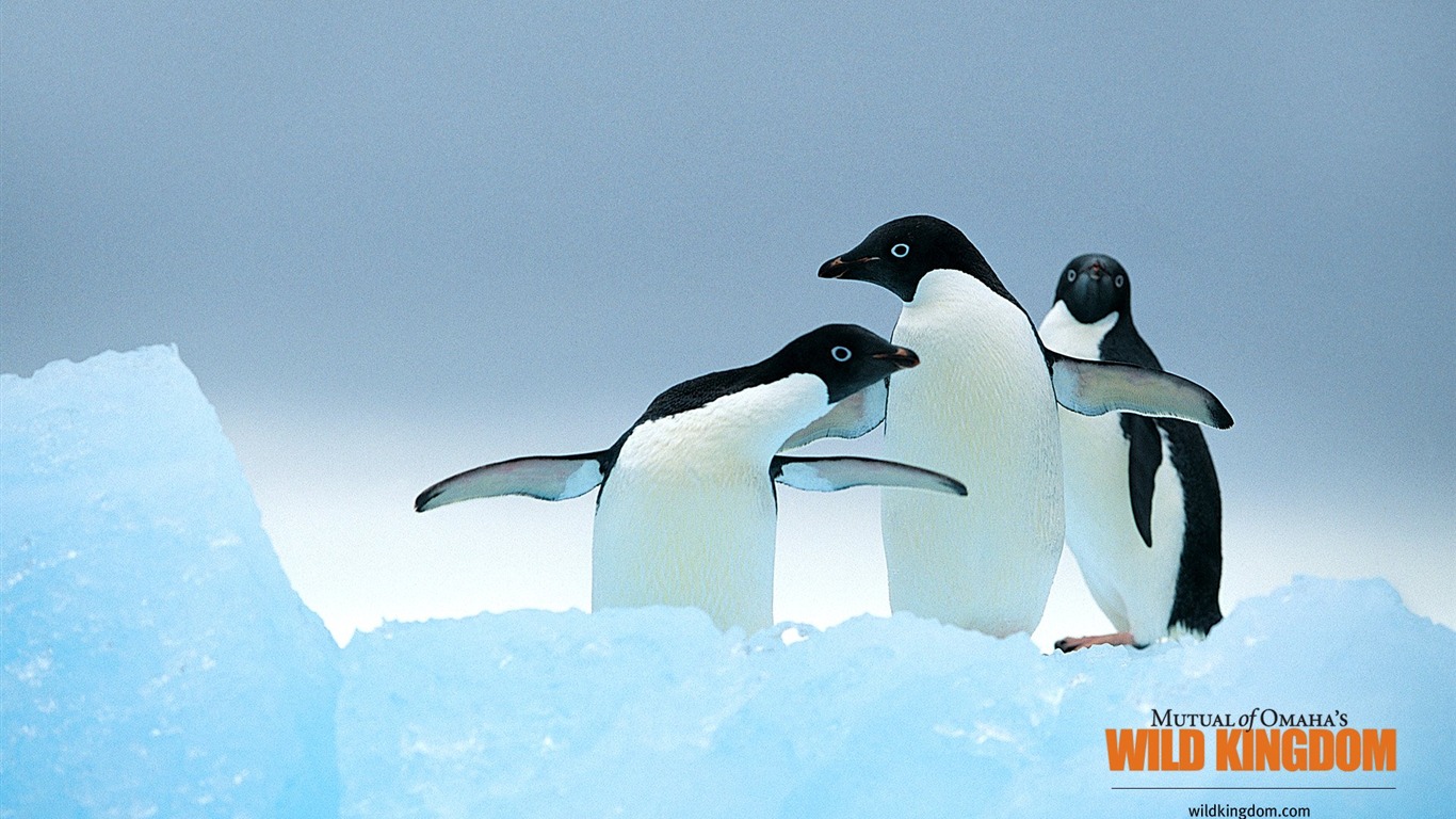 Wild Kingdom 動物壁紙 #13 - 1366x768