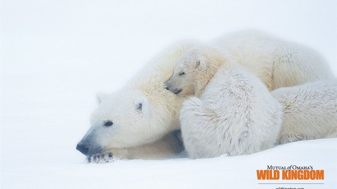 Wild Kingdom 動物壁紙 #14 - 1366x768