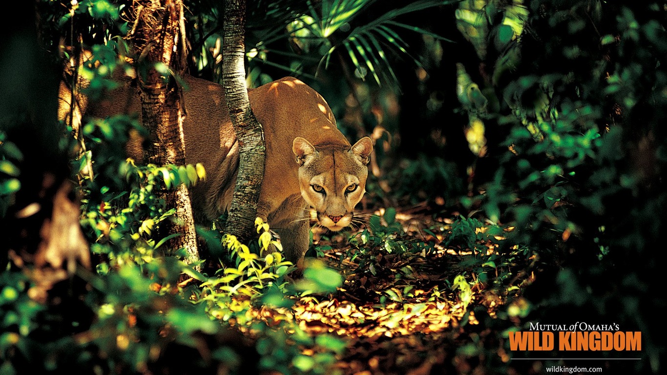 Fonds d'écran Wild Animal Kingdom #15 - 1366x768