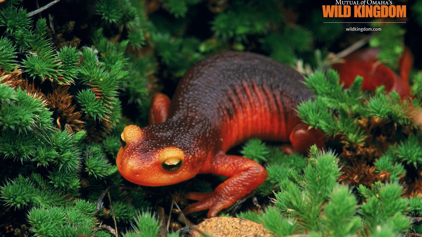 Wild Kingdom 動物壁紙 #17 - 1366x768