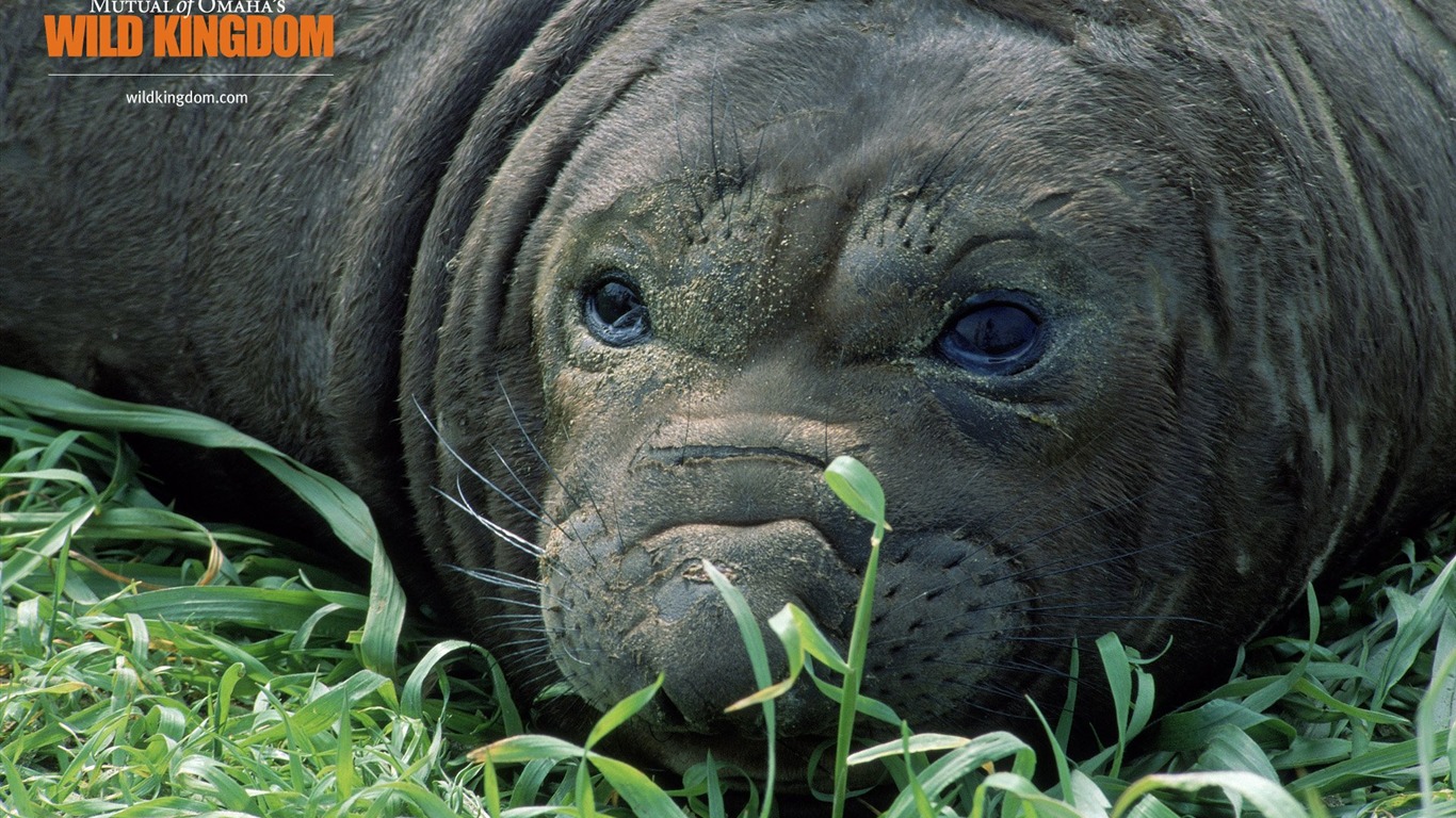 Wild Kingdom 動物壁紙 #18 - 1366x768