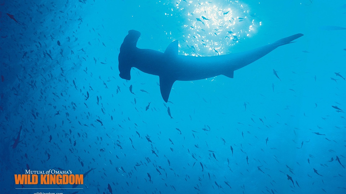 Wild Kingdom 動物壁紙 #19 - 1366x768