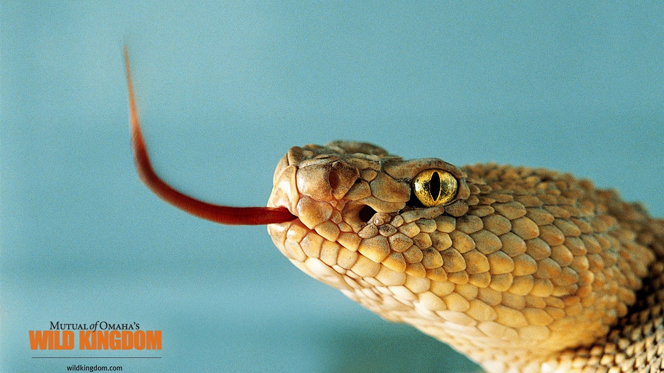 Wild Kingdom 動物壁紙 #20 - 1366x768