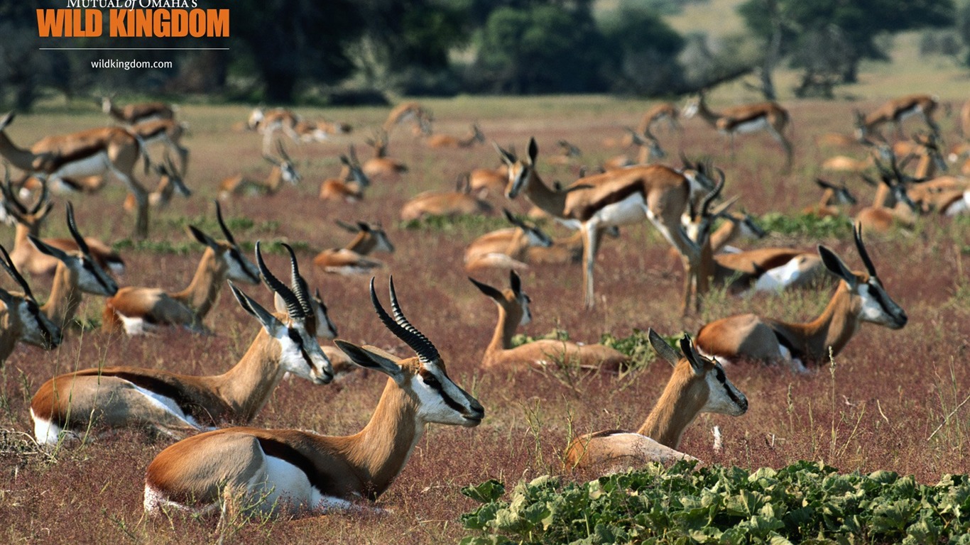 Wild Kingdom 動物壁紙 #21 - 1366x768