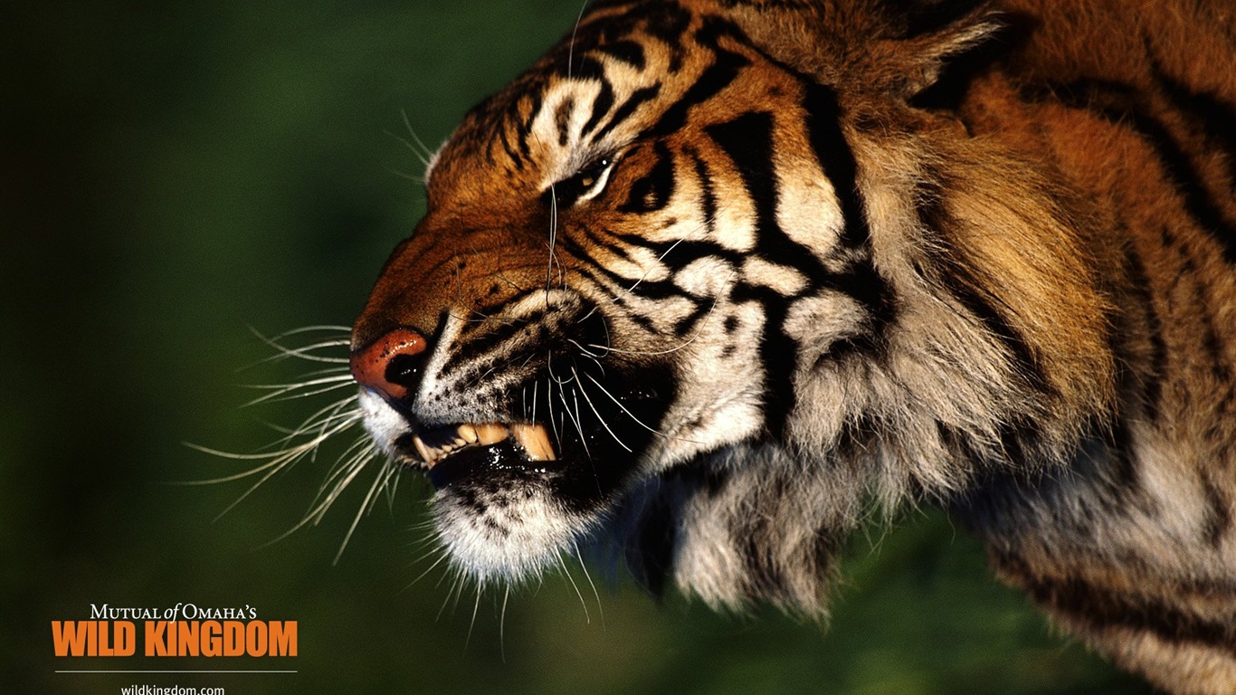 Wild Animal Kingdom Wallpapers #22 - 1366x768