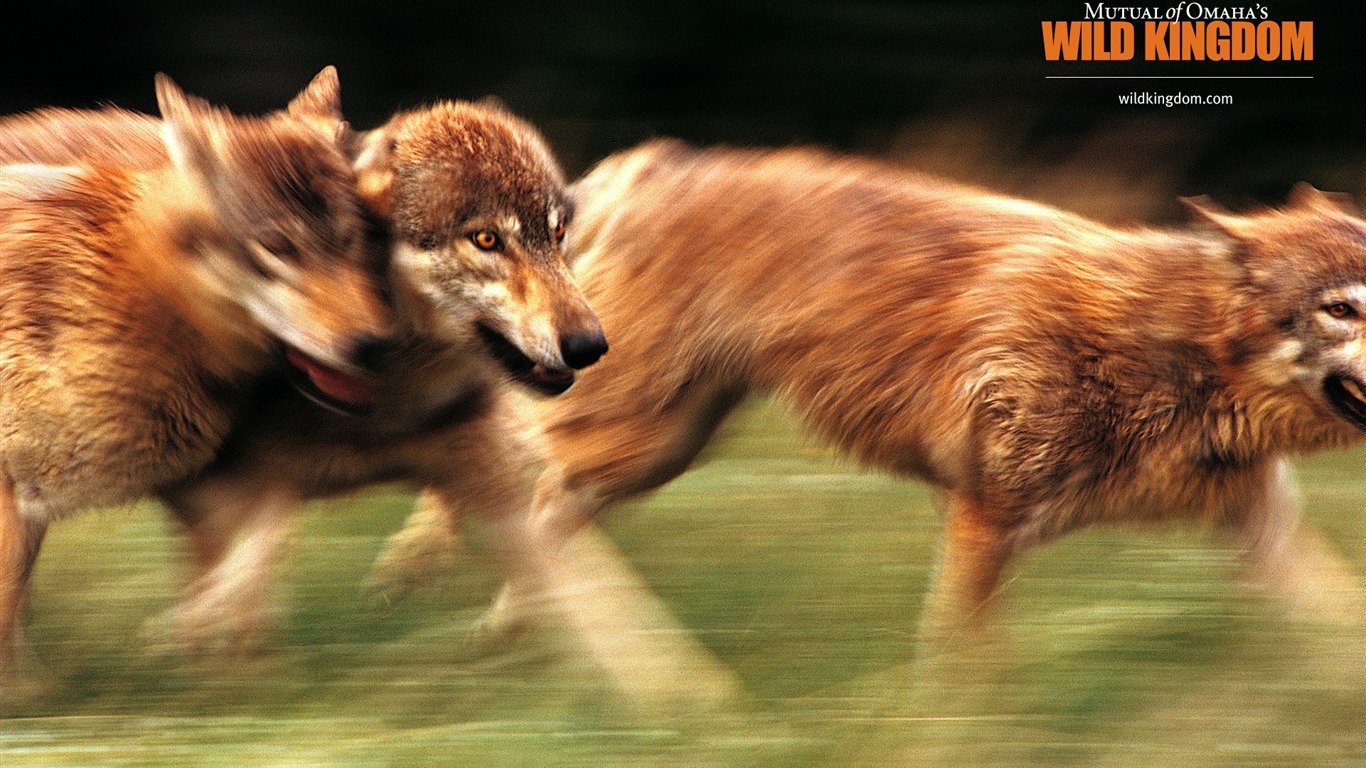 Fonds d'écran Wild Animal Kingdom #23 - 1366x768