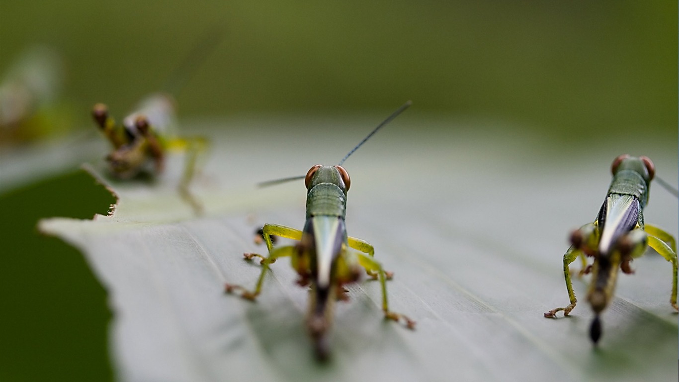 National Geographic Tapety zvířat články (4) #2 - 1366x768