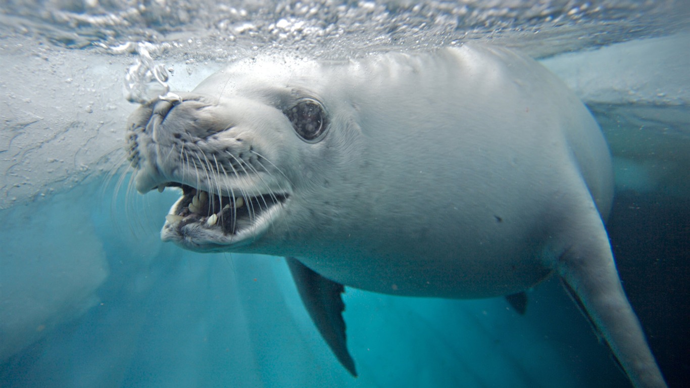 National Geographic Wallpapers Animal articles (4) #4 - 1366x768