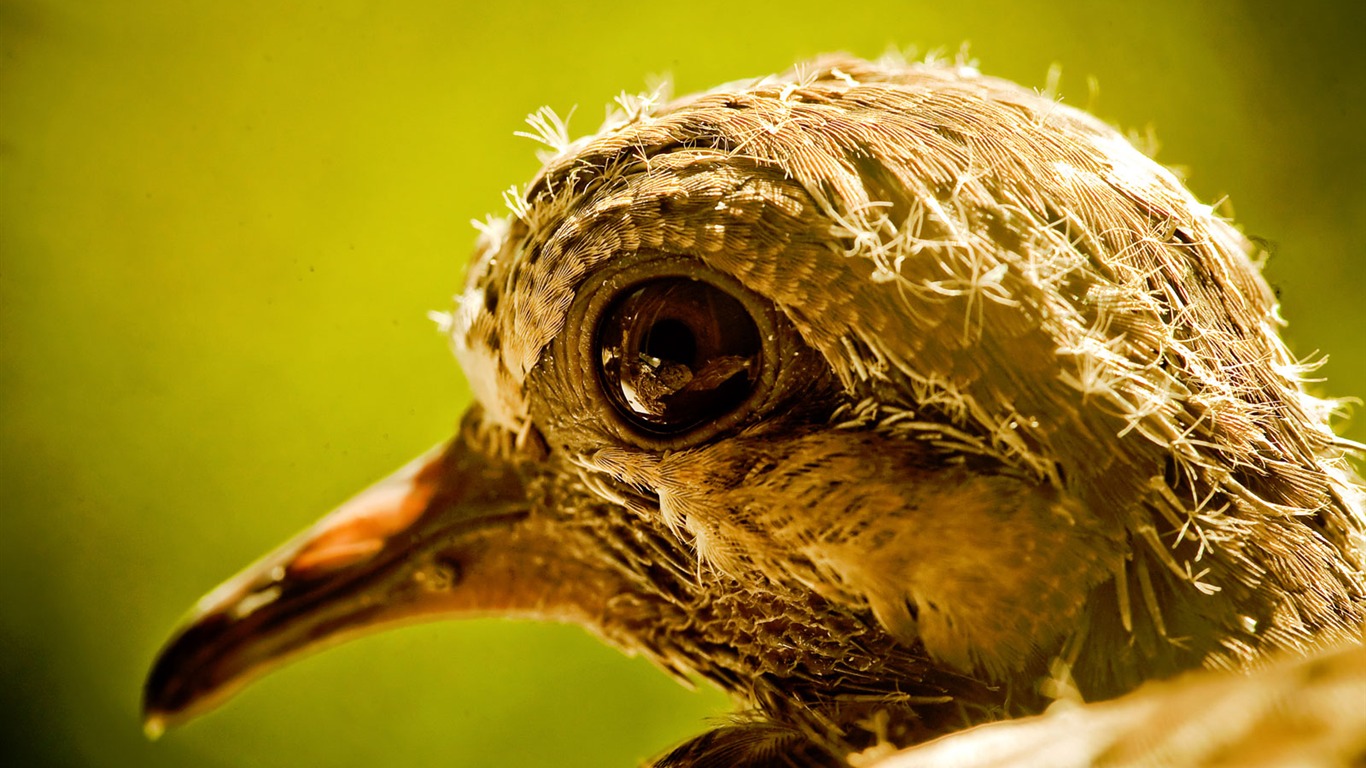 National Geographic Tapety zvířat články (4) #7 - 1366x768