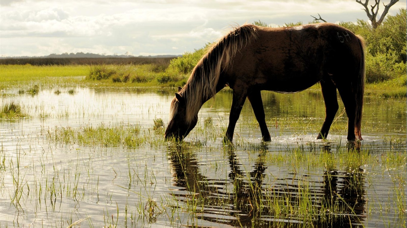 National Geographic Tapety zvířat články (4) #13 - 1366x768