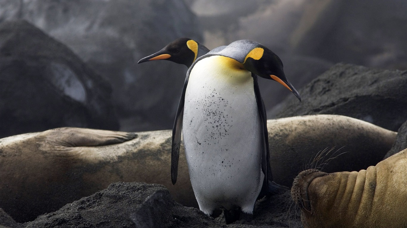 世界地理動物篇壁紙(四) #20 - 1366x768