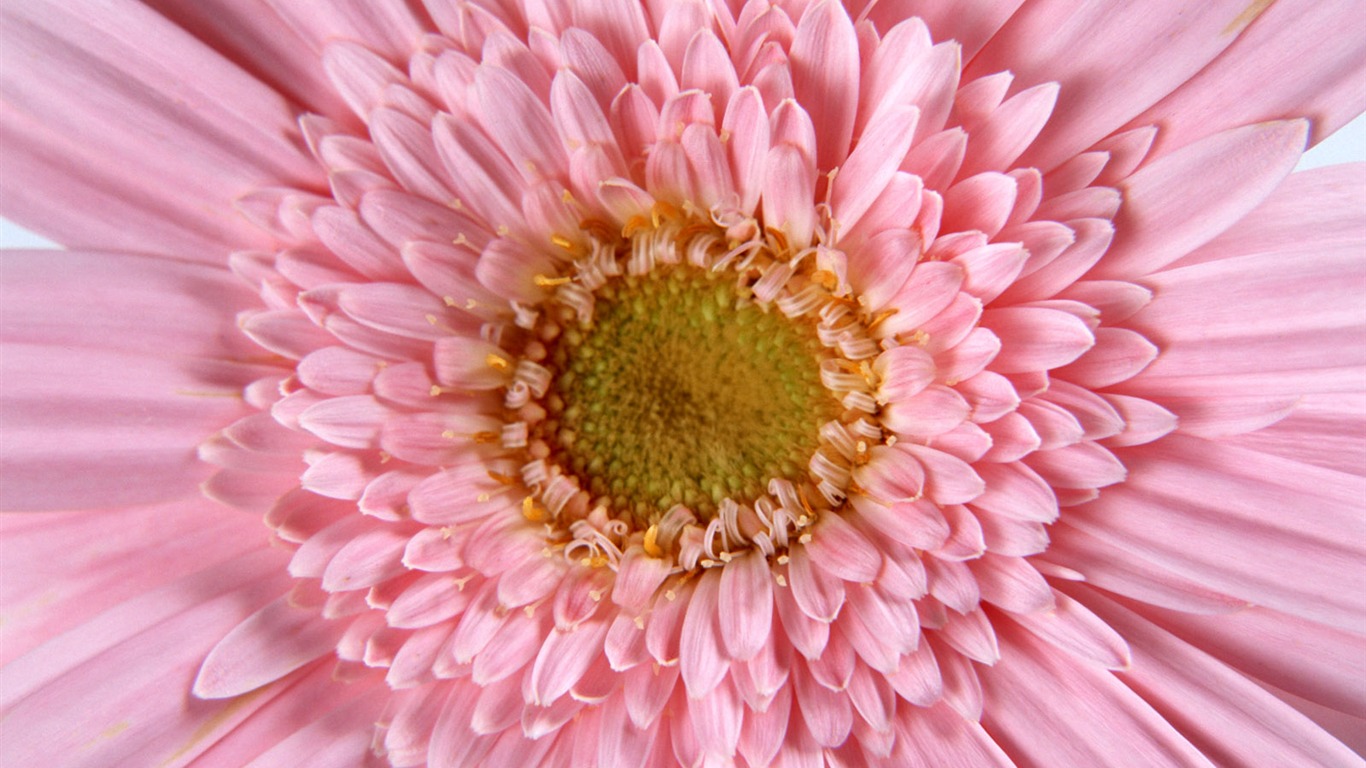 Flowers close-up (11) #2 - 1366x768