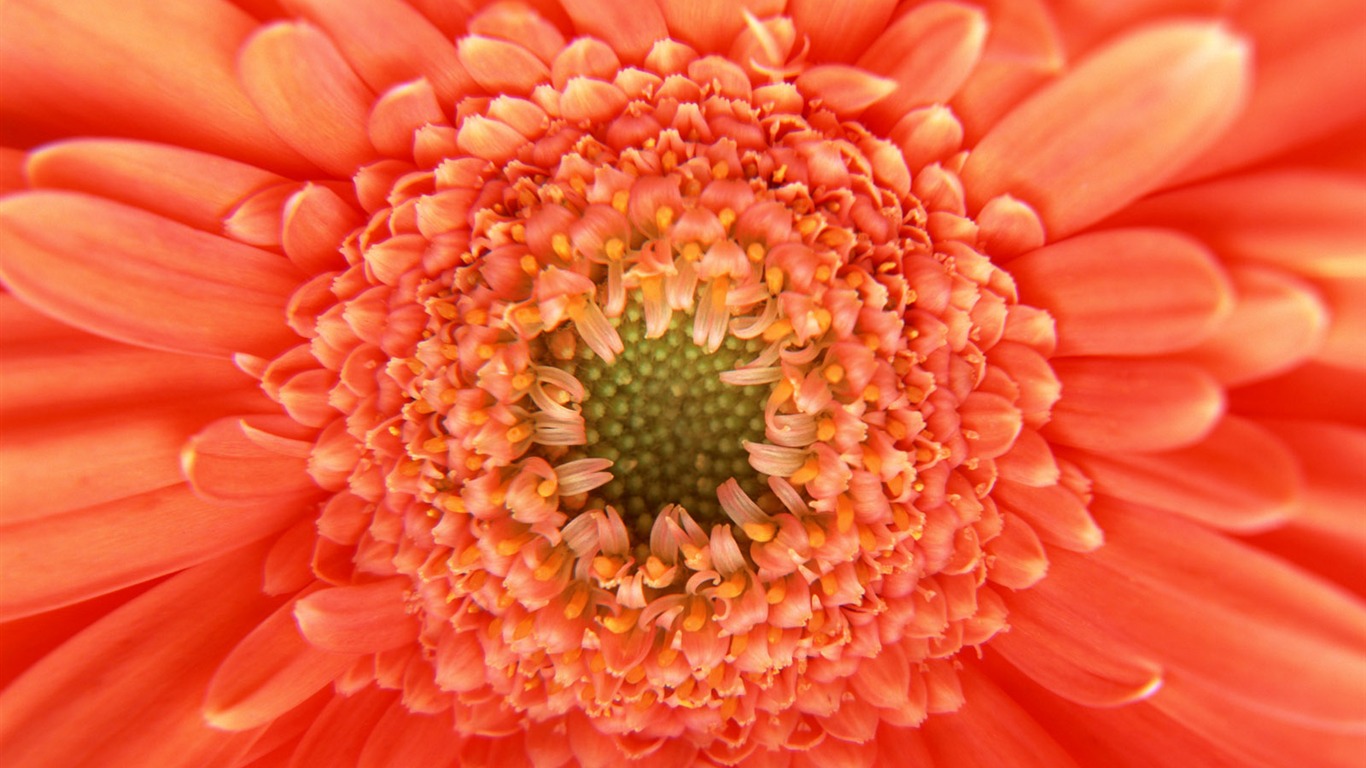 Flowers close-up (11) #5 - 1366x768