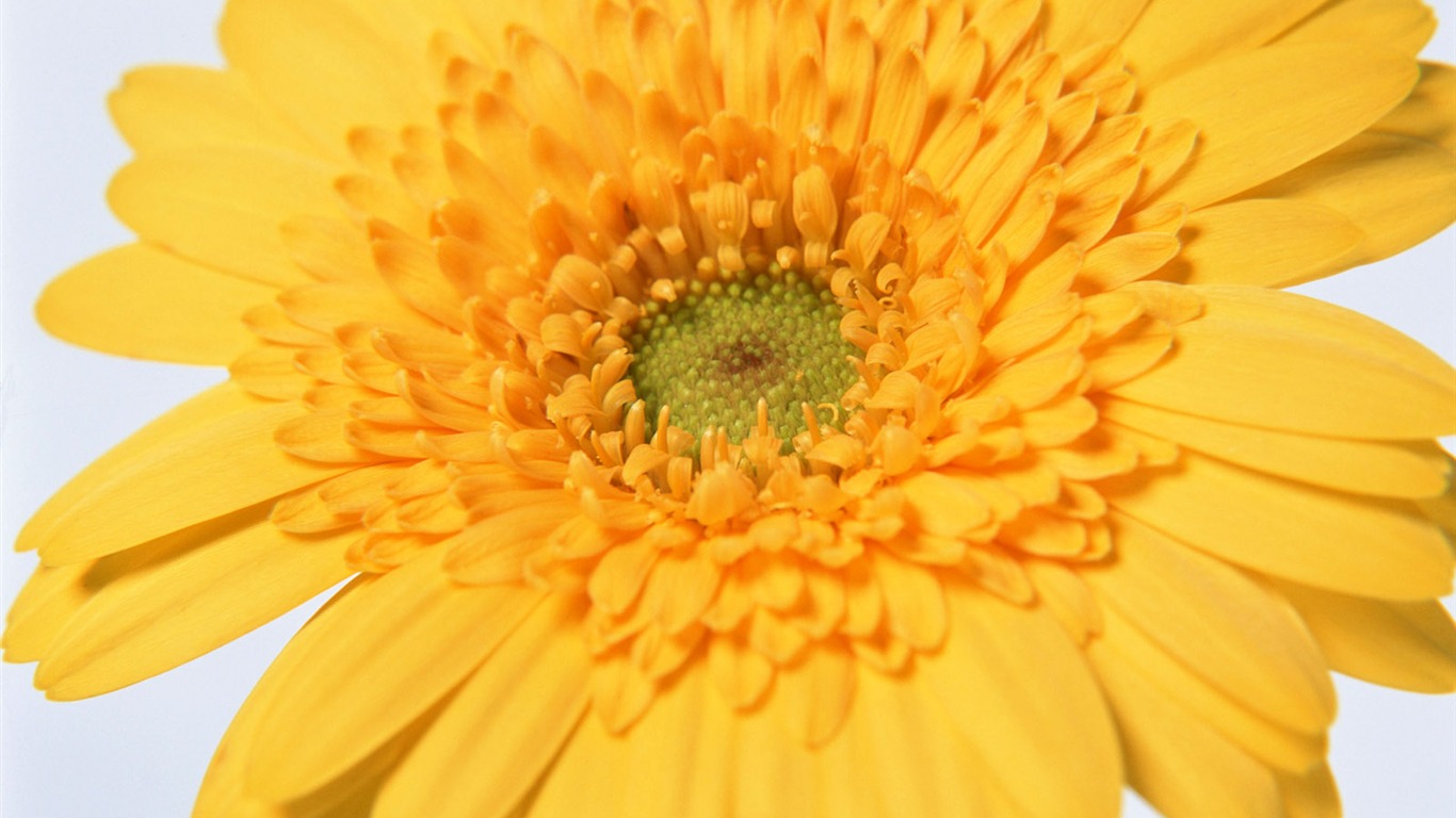 Flowers close-up (11) #6 - 1366x768