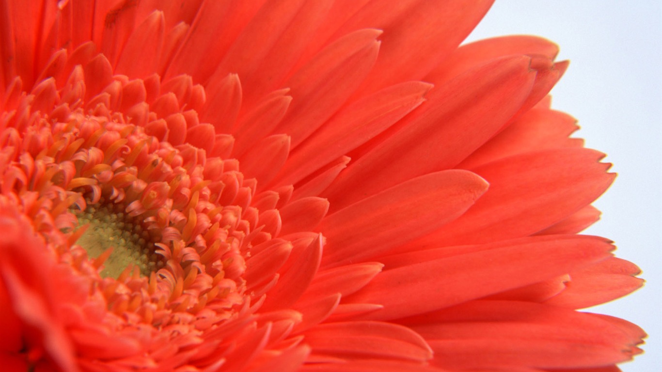 鮮花特寫(11) #11 - 1366x768