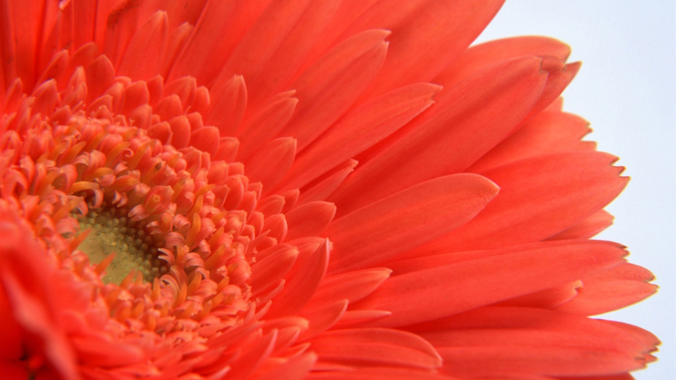 Flowers close-up (11) #11 - 1366x768