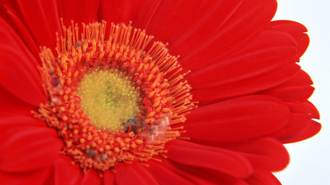 Flowers close-up (11) #12 - 1366x768