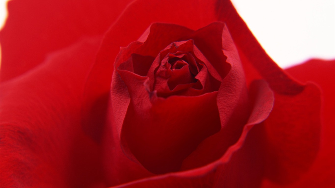 鲜花特写(11)20 - 1366x768