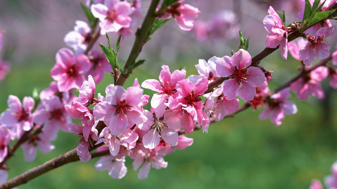 Flowers close-up (12) #1 - 1366x768