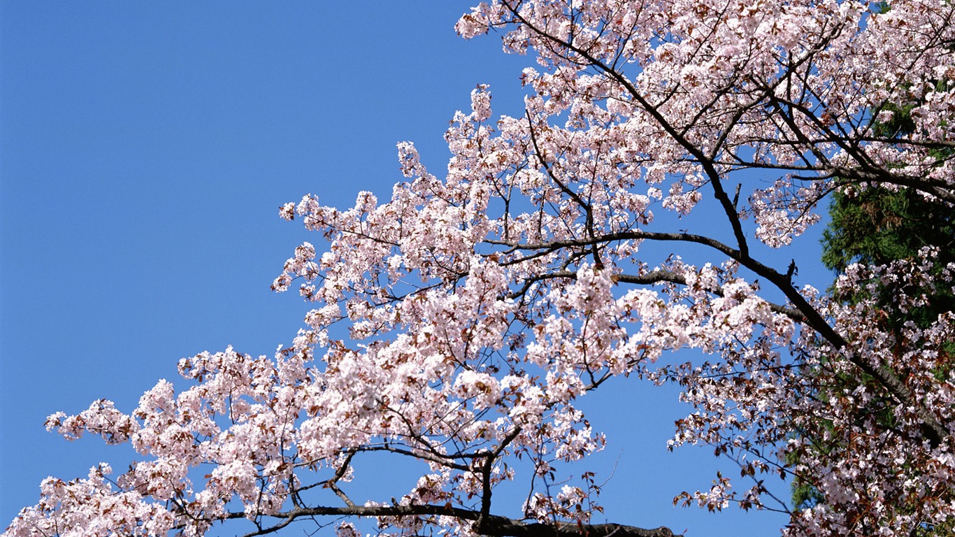 Flowers close-up (12) #2 - 1366x768