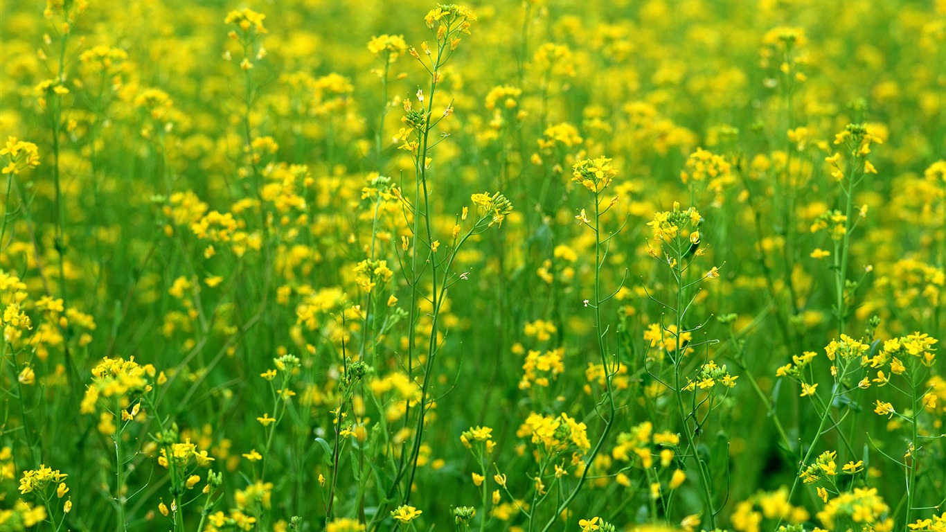 Flores close-up (12) #3 - 1366x768