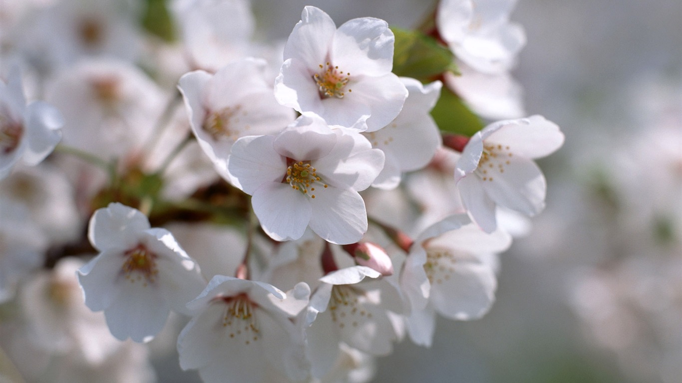 Flowers close-up (12) #5 - 1366x768