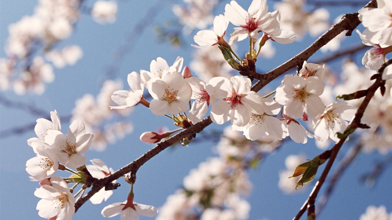 Flowers close-up (12) #6 - 1366x768