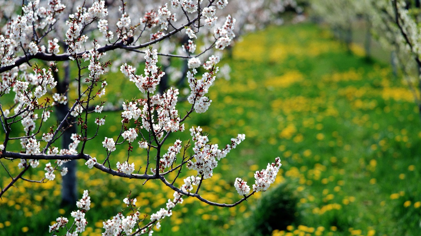 Flowers close-up (12) #8 - 1366x768