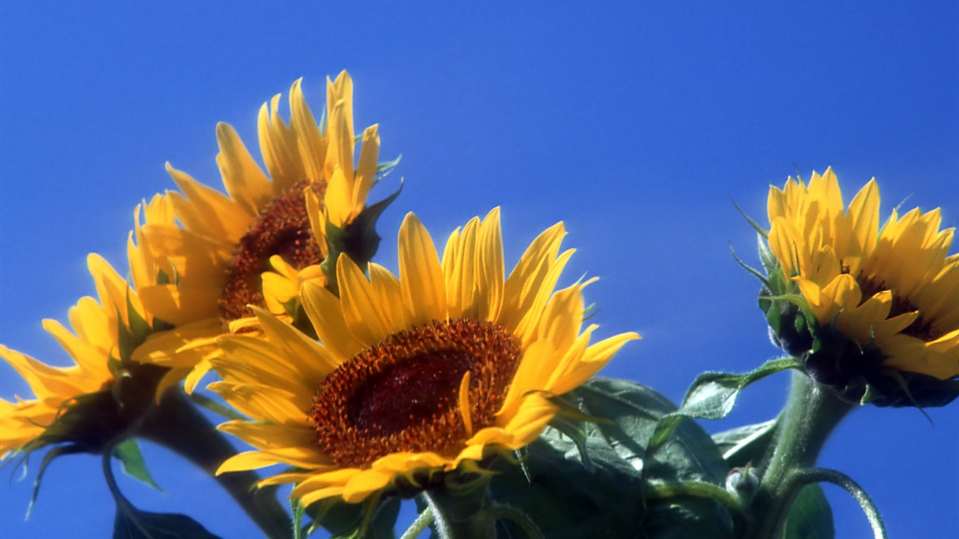 Flowers close-up (12) #9 - 1366x768