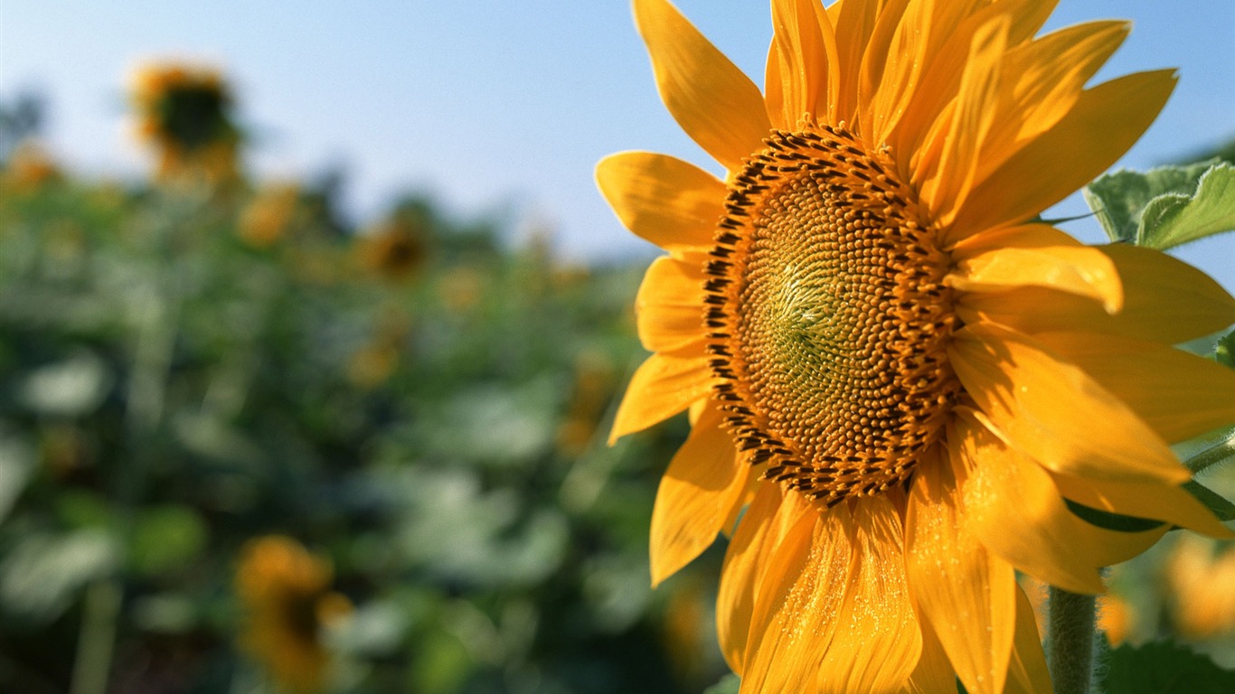 Flowers close-up (12) #10 - 1366x768