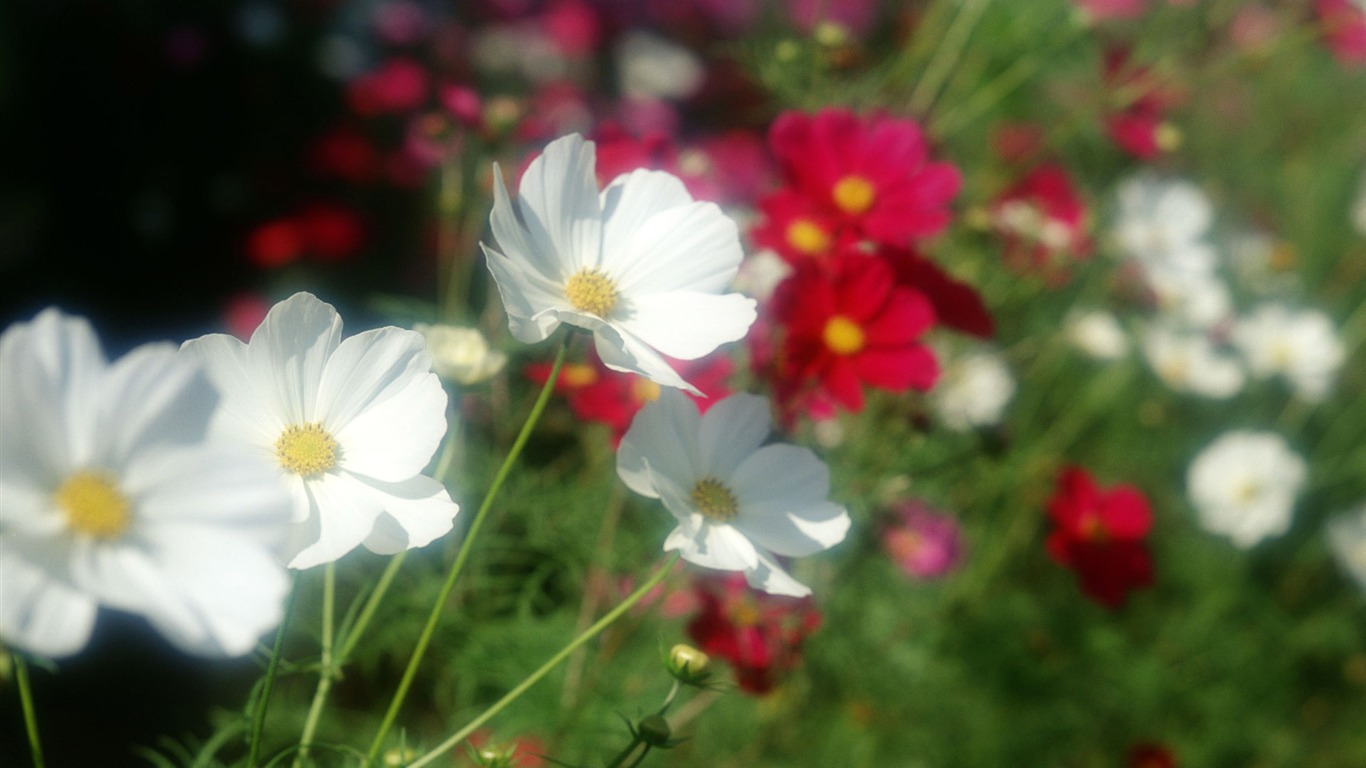 Flowers close-up (12) #11 - 1366x768