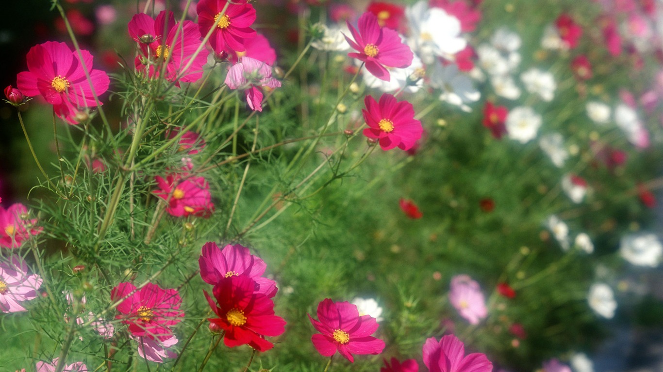 Flowers close-up (12) #12 - 1366x768