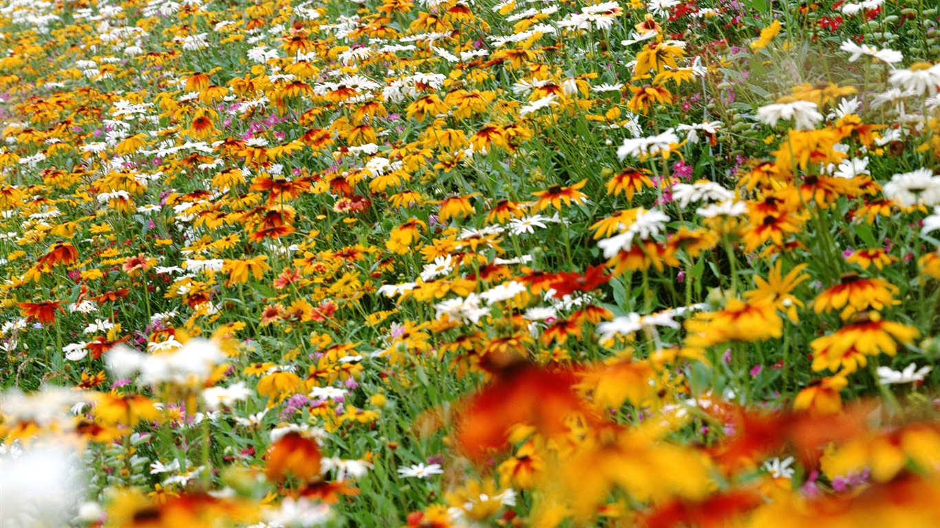 Flowers close-up (12) #13 - 1366x768