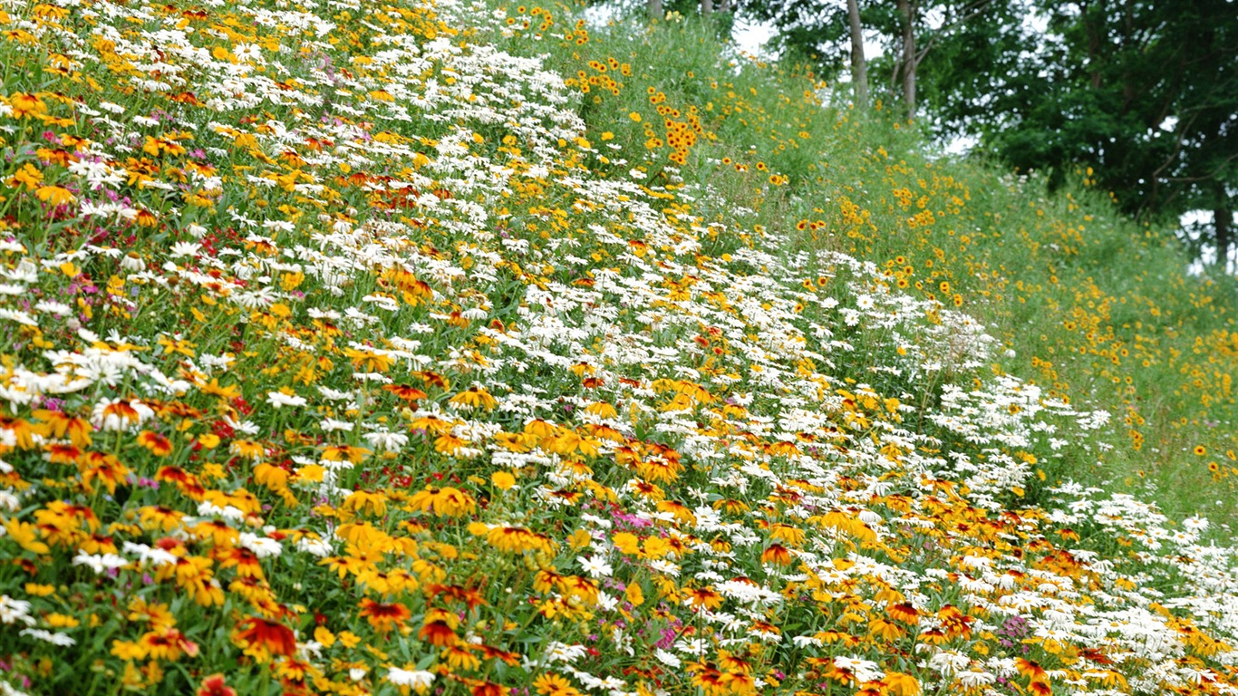 Flowers close-up (12) #14 - 1366x768