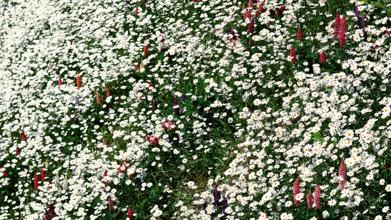 Flores close-up (12) #16 - 1366x768