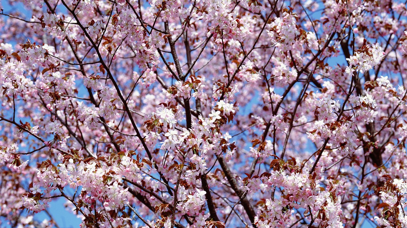 Flowers close-up (12) #17 - 1366x768