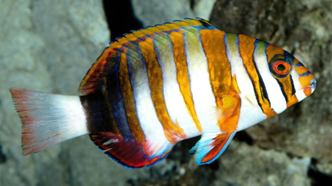 炫彩熱帶魚壁紙專輯 #16 - 1366x768
