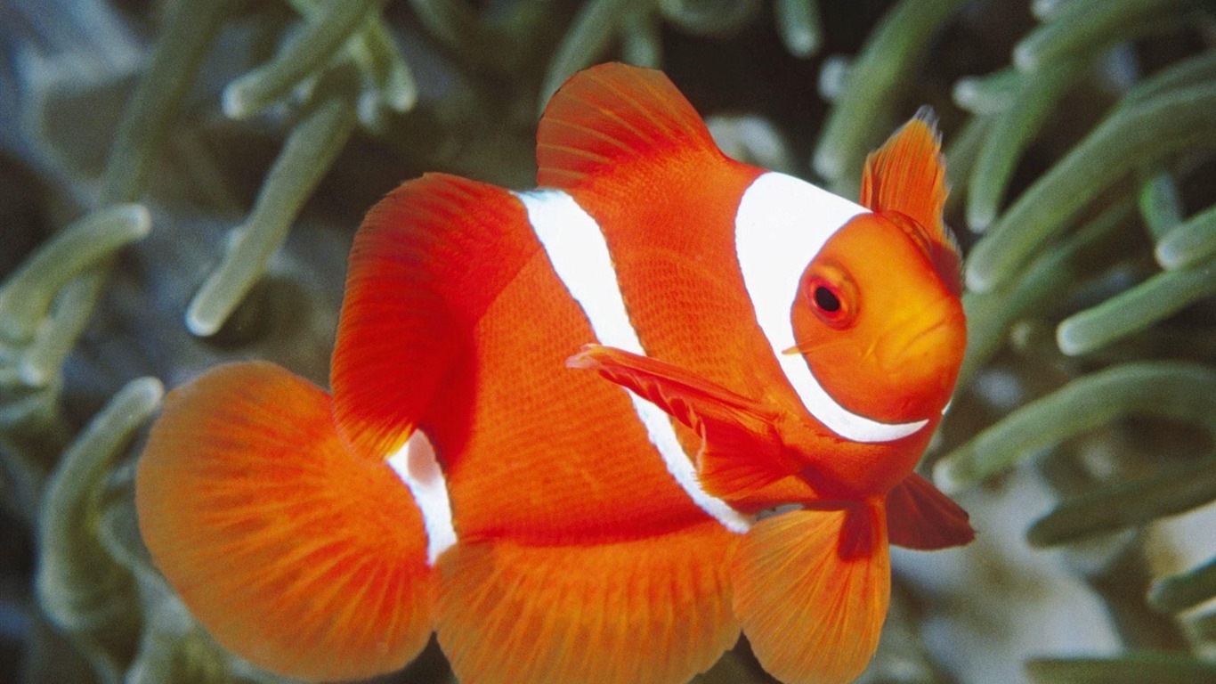 Colorful tropical fish wallpaper albums #19 - 1366x768