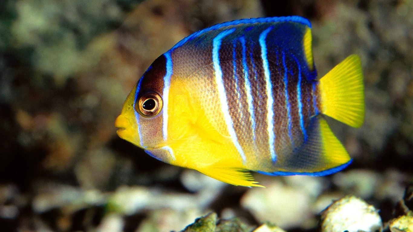 Colorful tropical fish wallpaper albums #20 - 1366x768