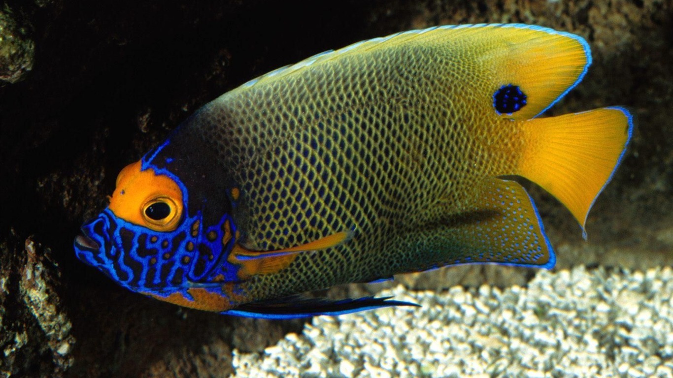 Colorful tropical fish wallpaper albums #21 - 1366x768