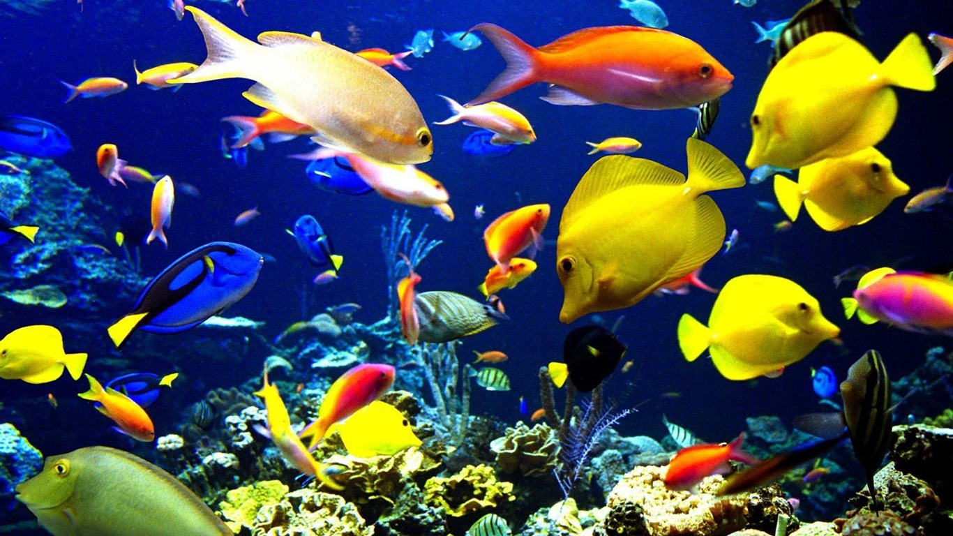 Colorful tropical fish wallpaper albums #23 - 1366x768