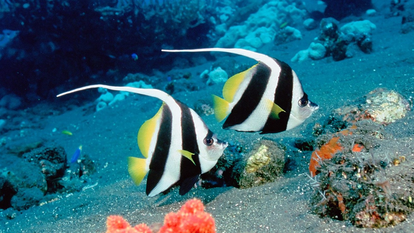 Colorful tropical fish wallpaper albums #26 - 1366x768