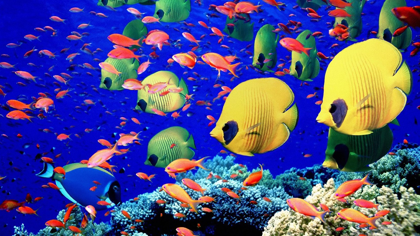 Colorful tropical fish wallpaper albums #27 - 1366x768