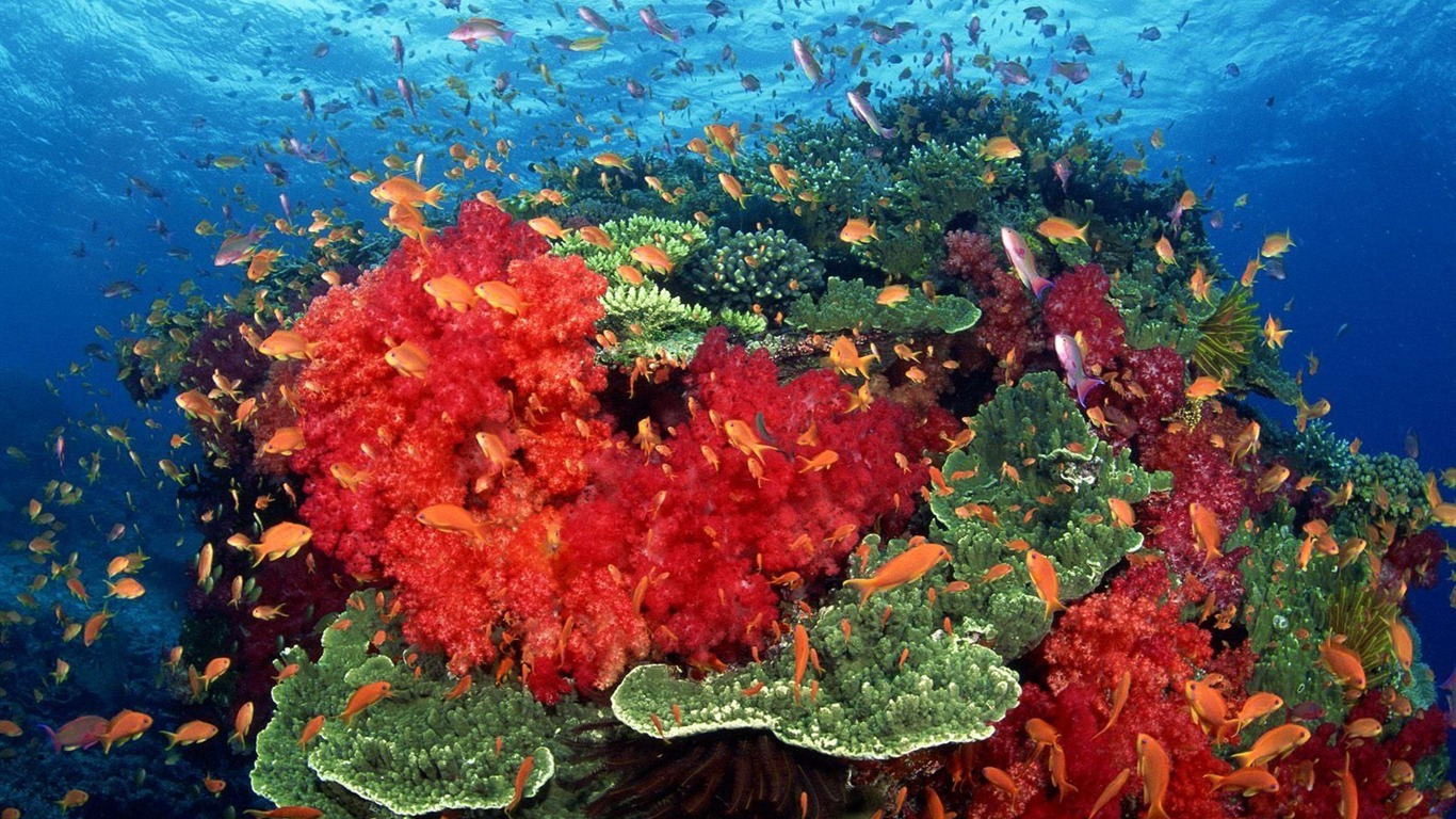 炫彩熱帶魚壁紙專輯 #7 - 1366x768