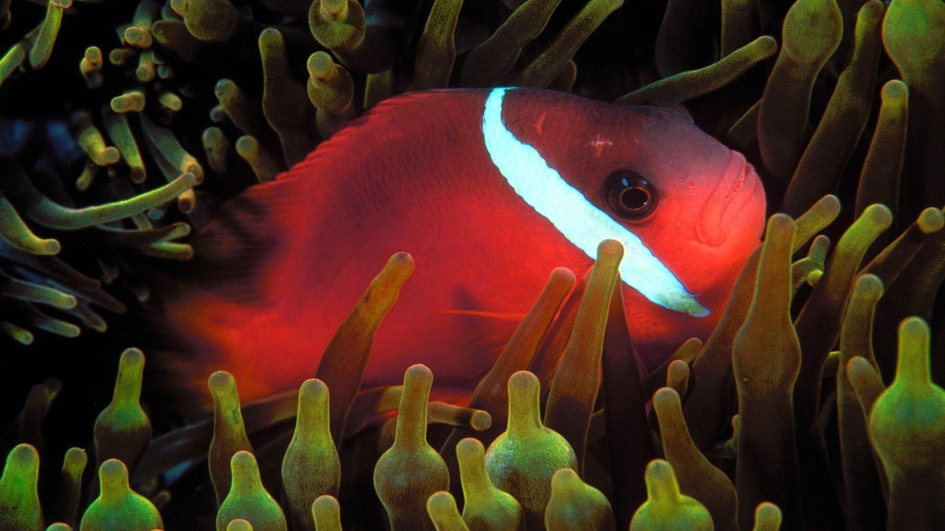 Colorful tropical fish wallpaper albums #10 - 1366x768