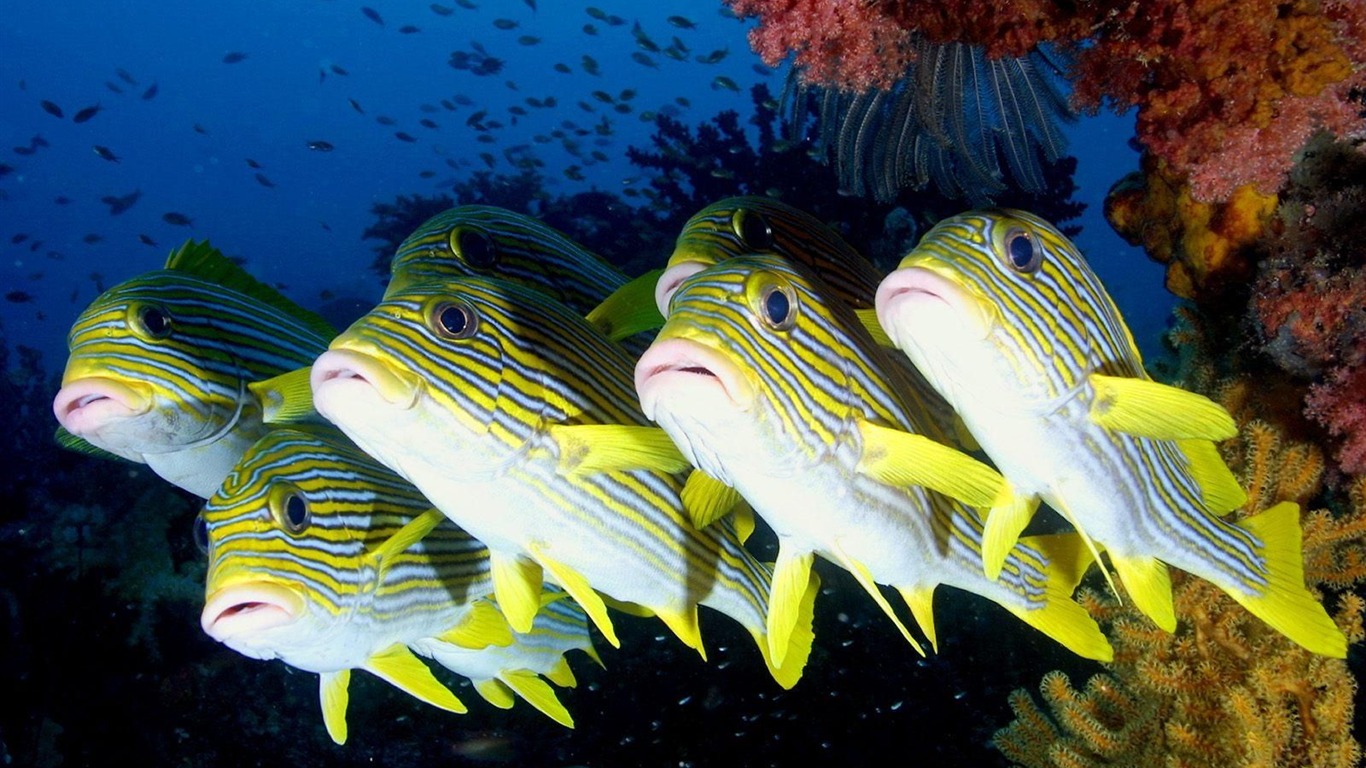 Colorful tropical fish wallpaper albums #11 - 1366x768