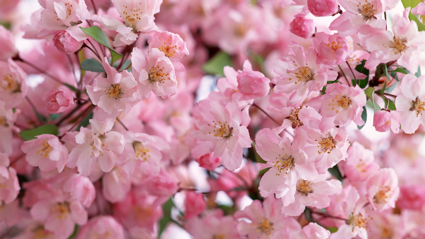 Flowers close-up (14) #10 - 1366x768