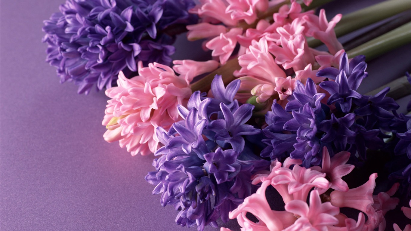 Flowers close-up (14) #11 - 1366x768