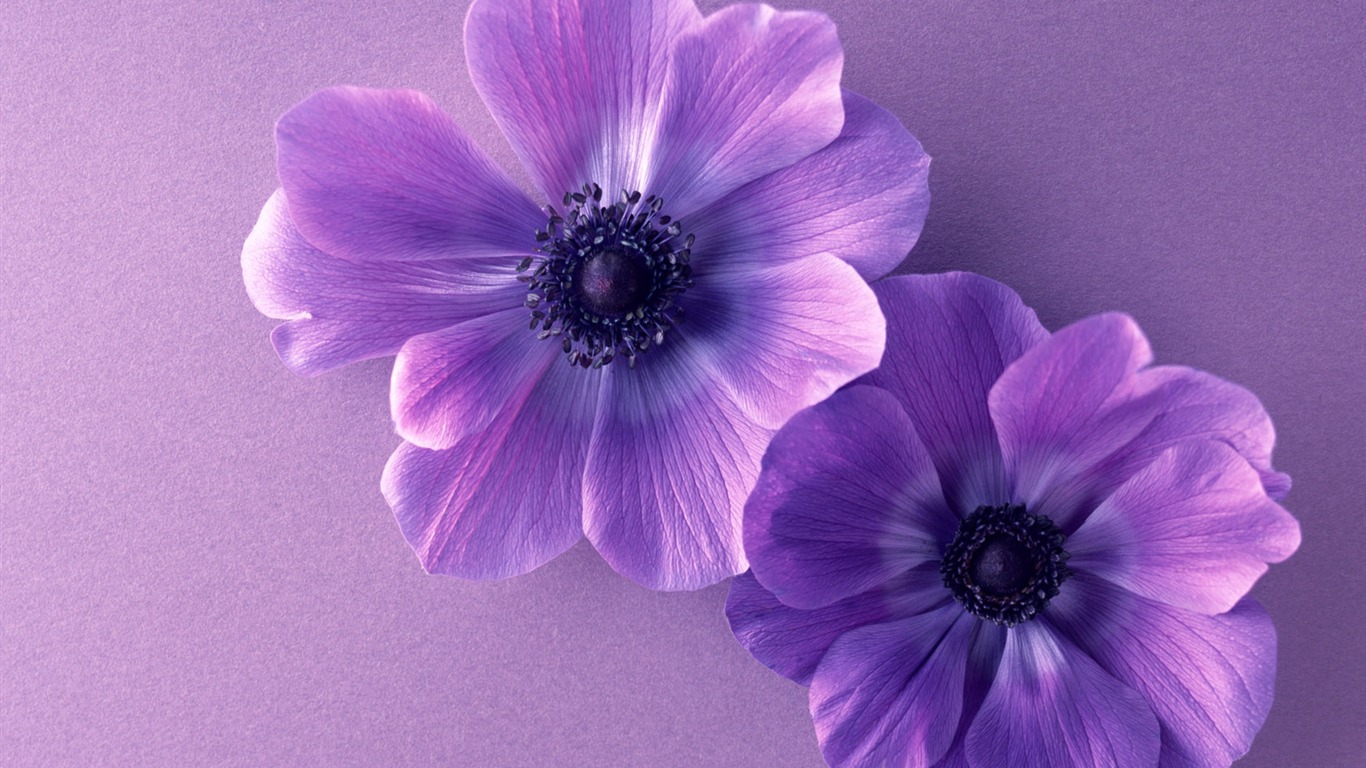 Flowers close-up (14) #20 - 1366x768